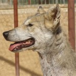 Arabian Wolf (Canis lupus arabs)
