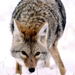 Plains Coyote (Canis latrans latrans)
