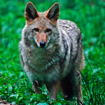 Northeastern Coyote (Canis latrans thamnos)