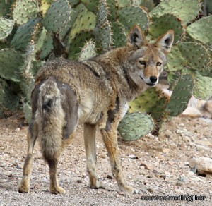 Coyote with Mange