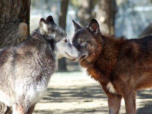 Wolves in Love
